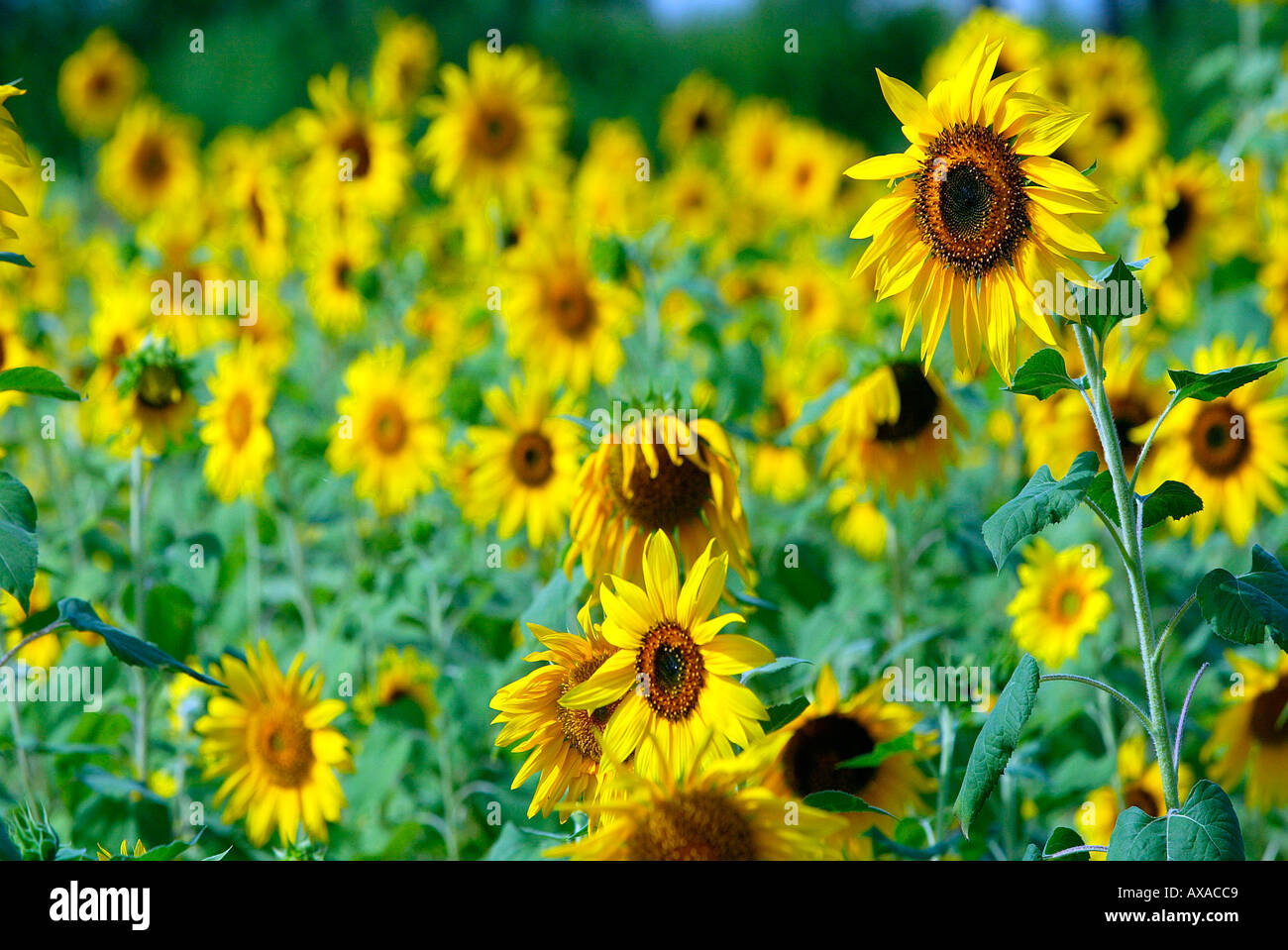 Sunflower field Burma Myanmar Stock Photo Alamy