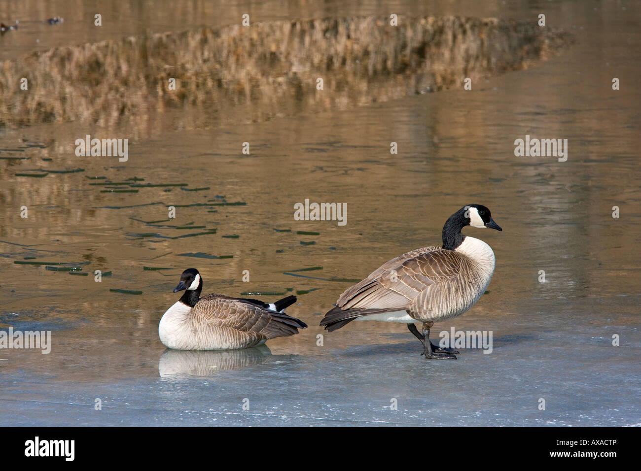 Pair of geese at the Inglewood bird sanctuary, Calgary Alberta. Stock Photo