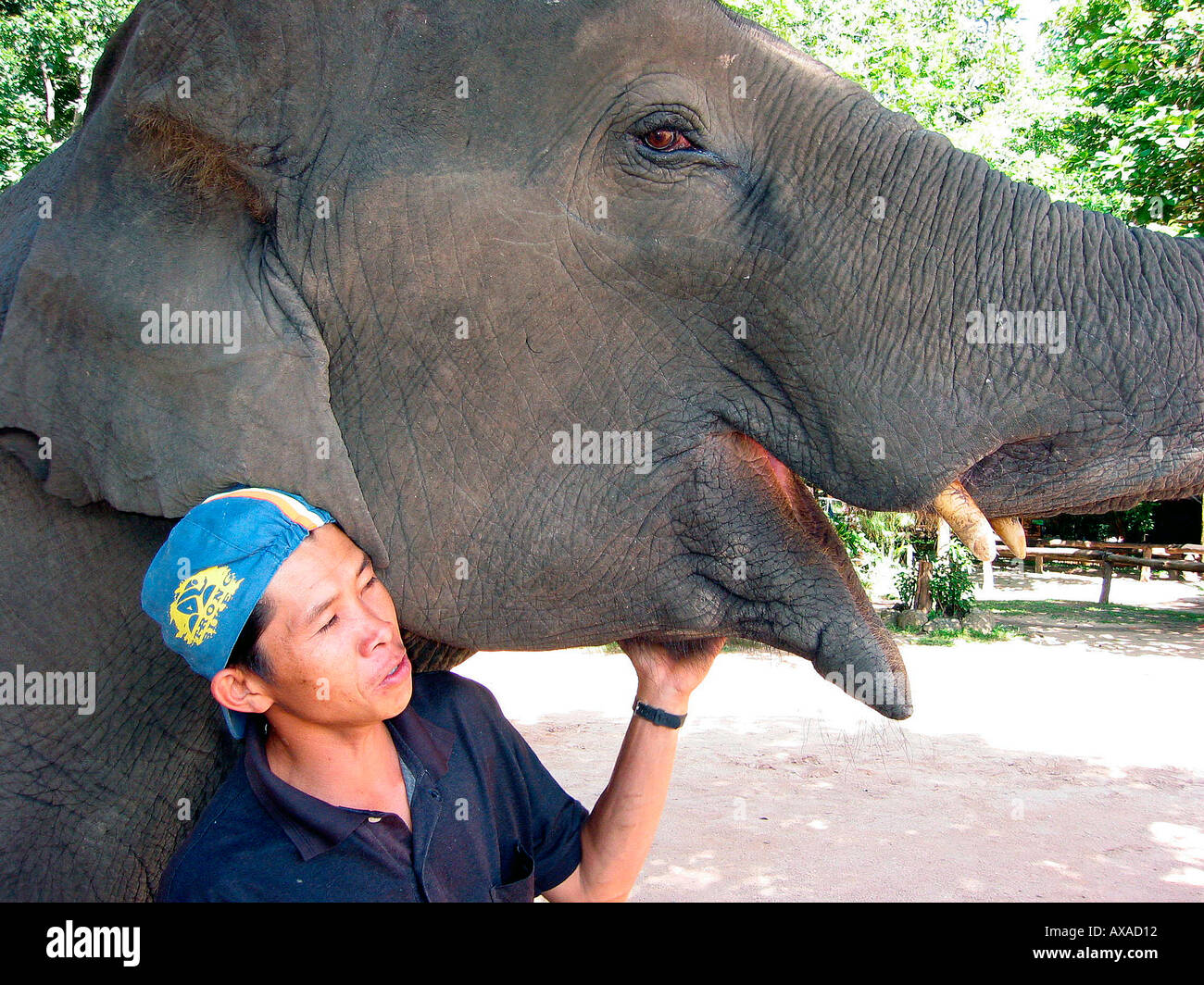 Mahout and elephant with mouth open Stock Photo