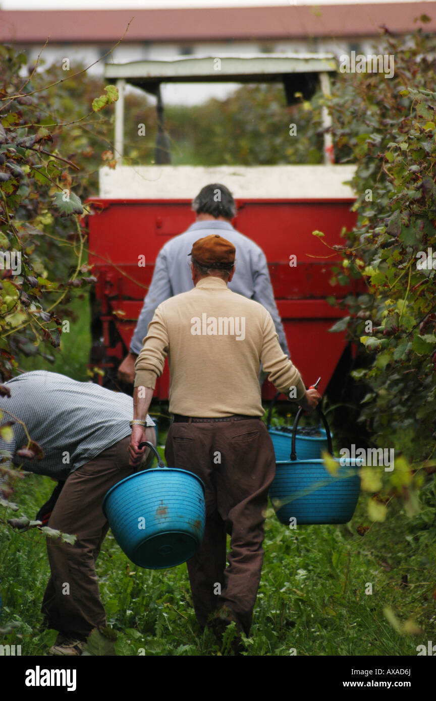 Manual grape harvest - Spessa di Cividale Colli Orientali del Friuli Italia Stock Photo