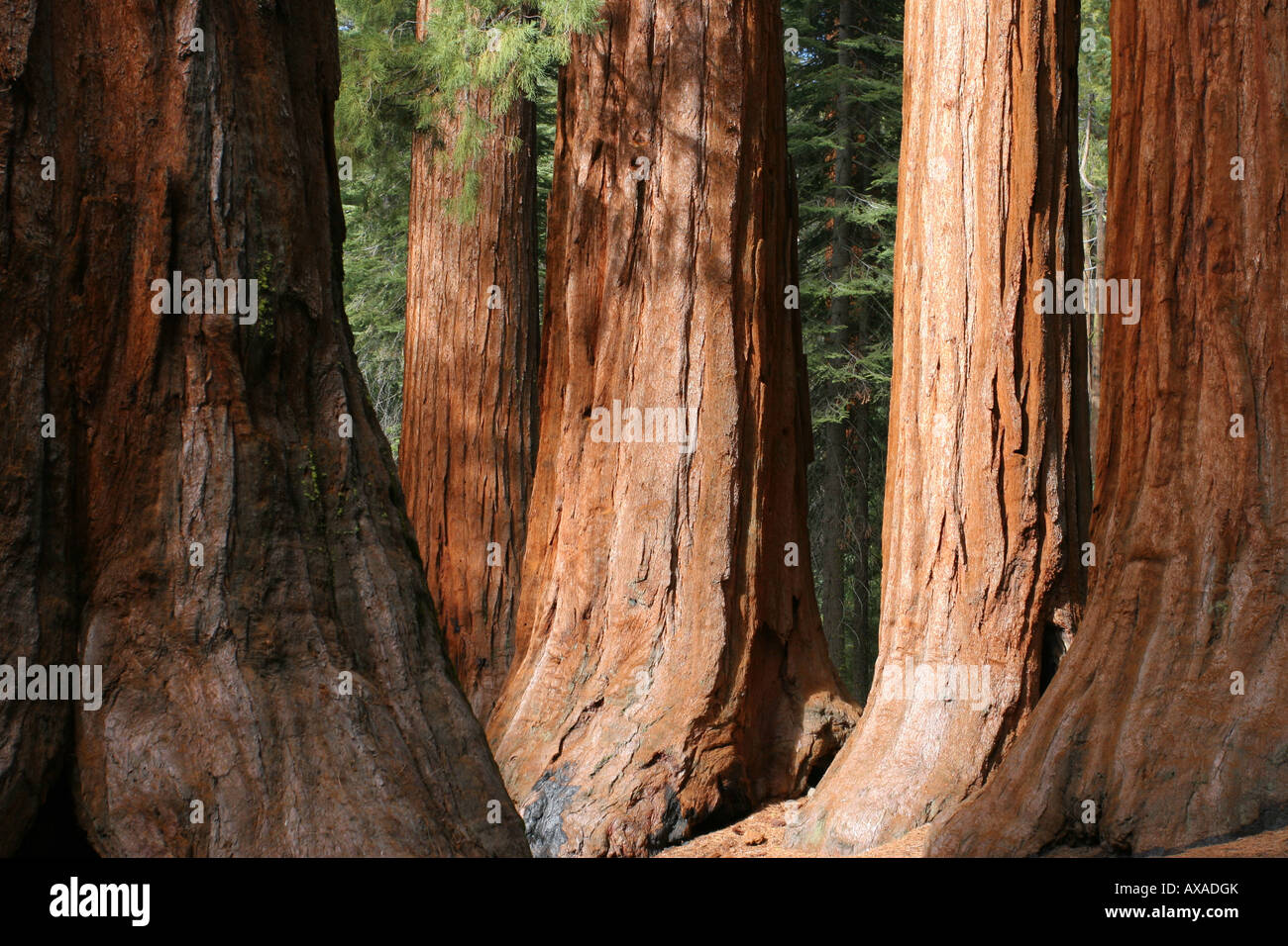 The Bachelor and Three Graces Mariposa Grove Yosemite Stock Photo Alamy