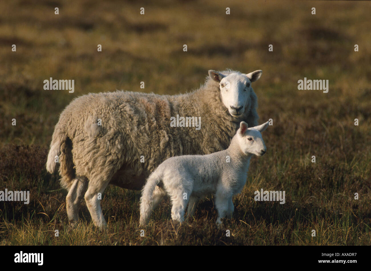 Scottish sheep with lamb, Scotland, Great Britain Stock Photo