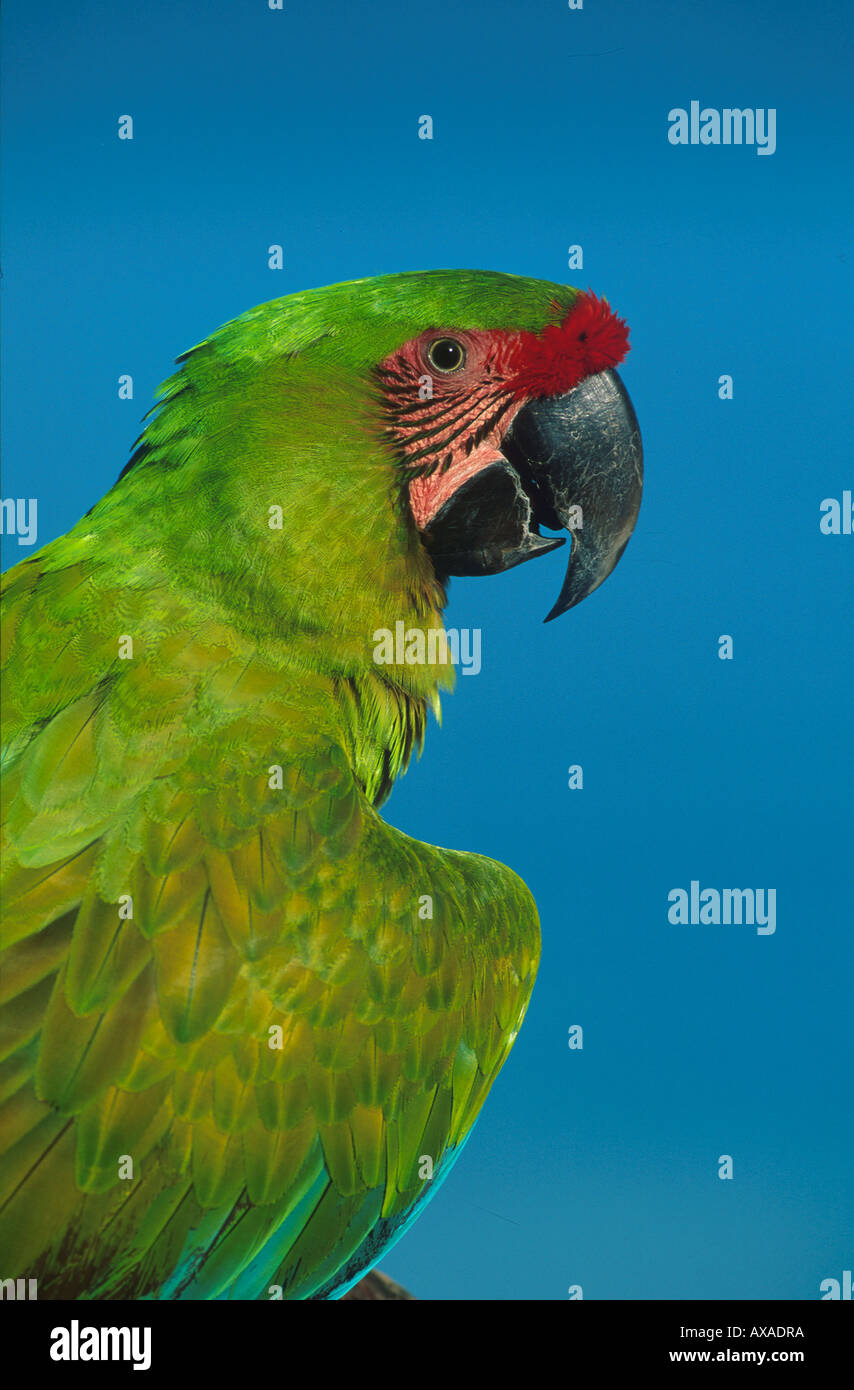Parrot catalog hires stock photography and images Alamy