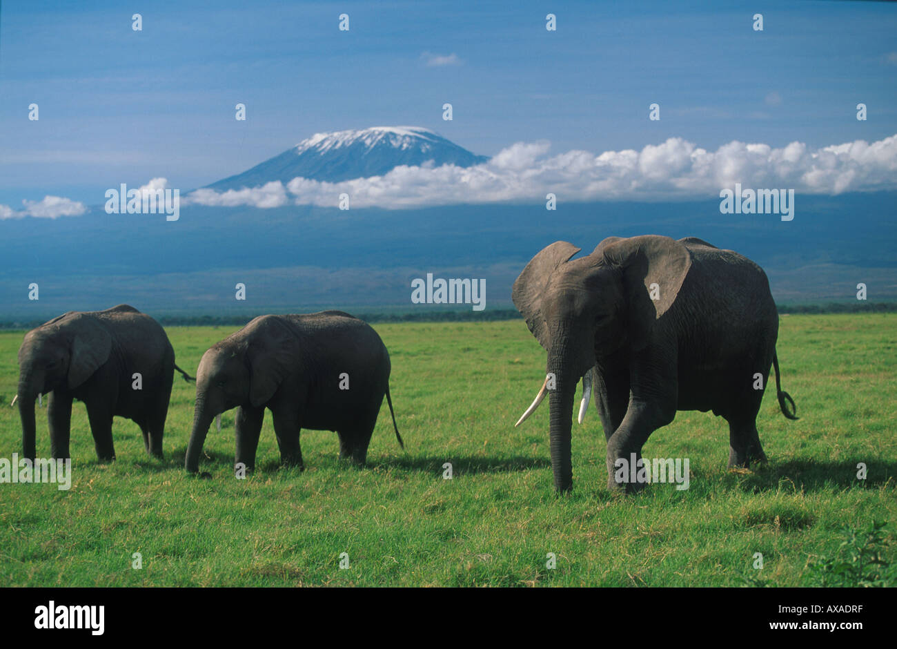 African elephants on a African plain, Kilimanjaro in the background, Tanzania, Africa Stock Photo