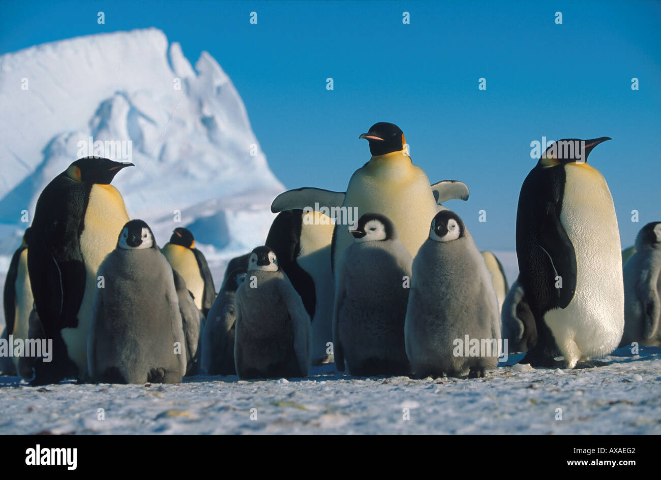 Kaiserpinguine Antarktis Stock Photo