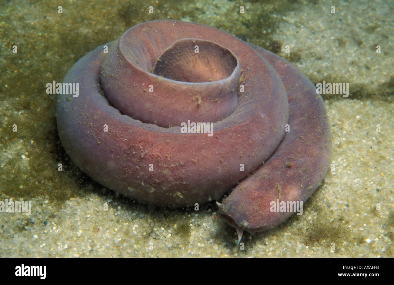 Photo CL 980 PACIFIC HAGFISH Eptatretus stoutii CALIFORNIA USA PACIFIC OCEAN Copyright Brandon Cole Stock Photo