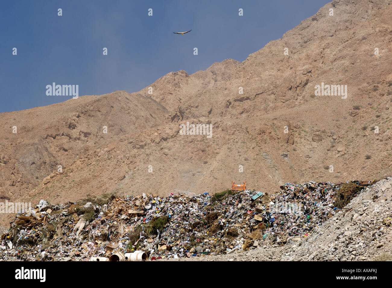 A vulture flying above a rubbish tip in the mountains near Muscat in Oman. Stock Photo
