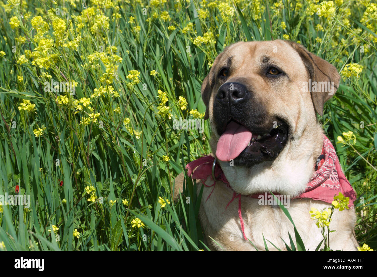 Portrait of a young english Mastiff dog. Stock Photo