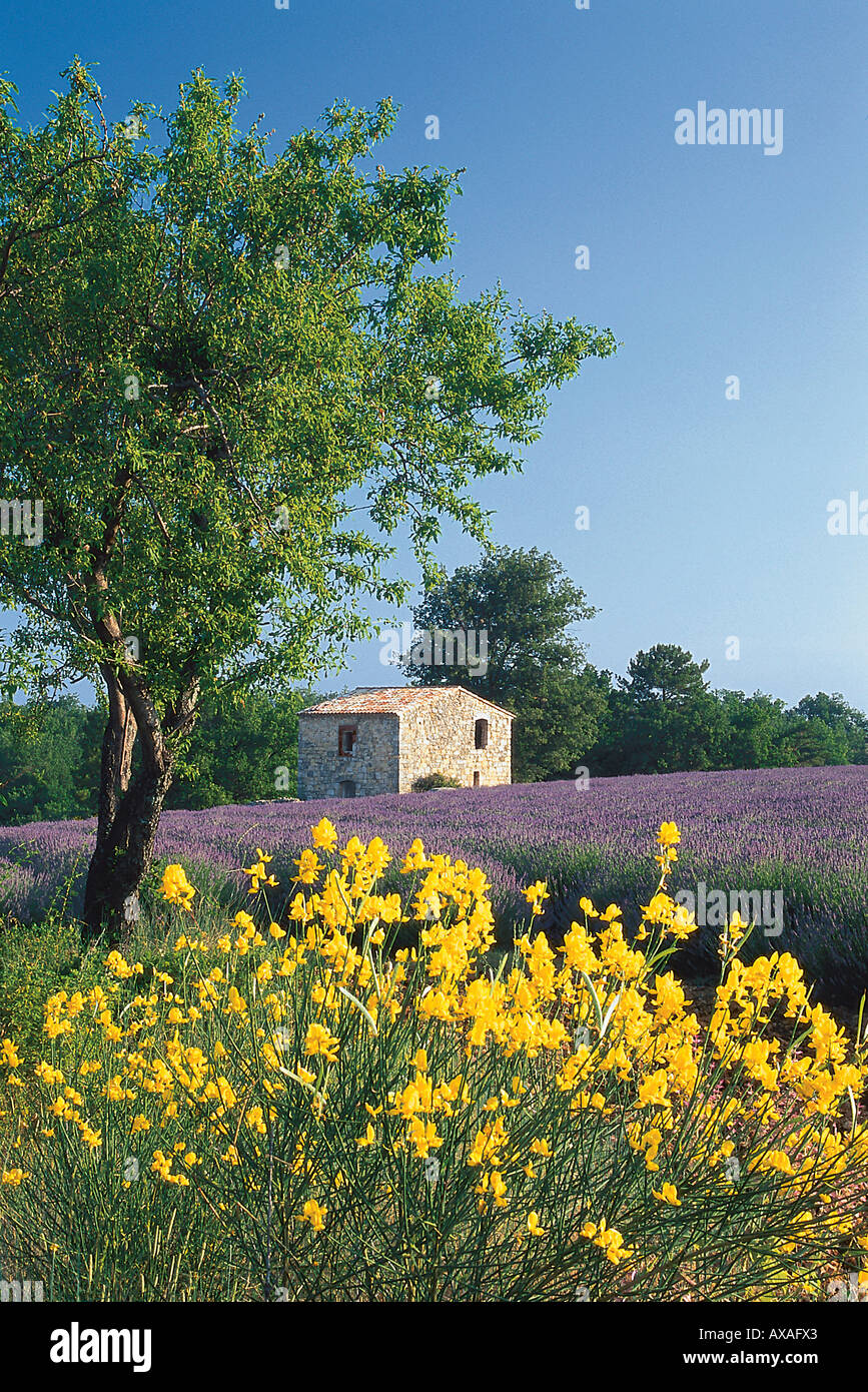 Stechginster und Lavendel, Provence Frankreich Stock Photo