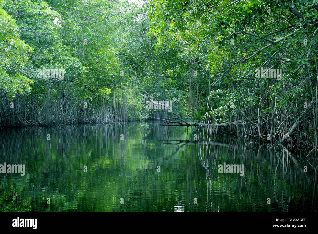 Black River Safari South Coast Jamaica Stock Photo