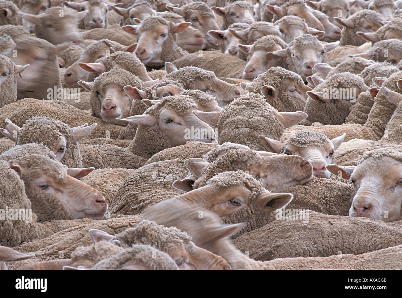 Flock of sheep, Bendigo, Victoria, Australia Stock Photo Alamy