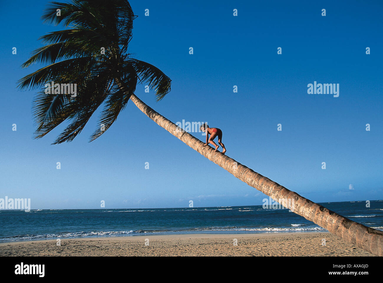 Maedchen auf Palme am Strand, Dominikanische Republik Stock Photo