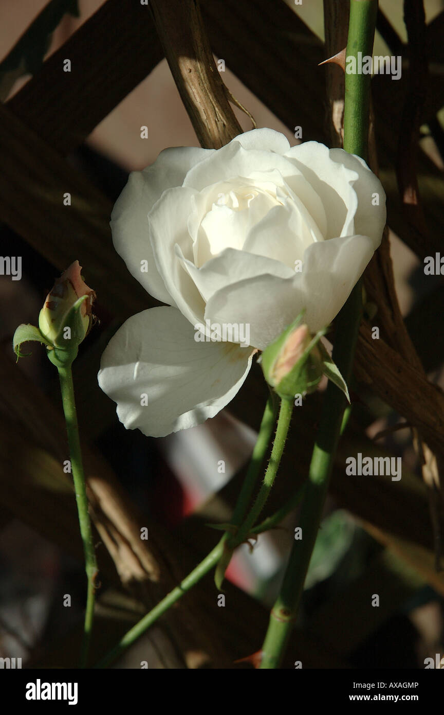 a white rose and buds catching low sun Stock Photo - Alamy