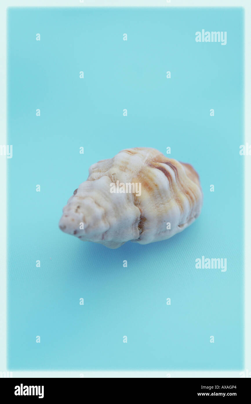 A SHELL ON A BLUE BACKGROUND BAPDA9295 Stock Photo - Alamy