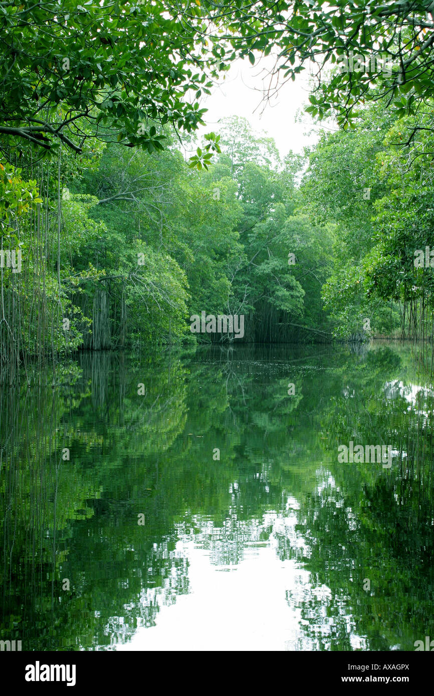 Black River Safari South Coast Jamaica Stock Photo