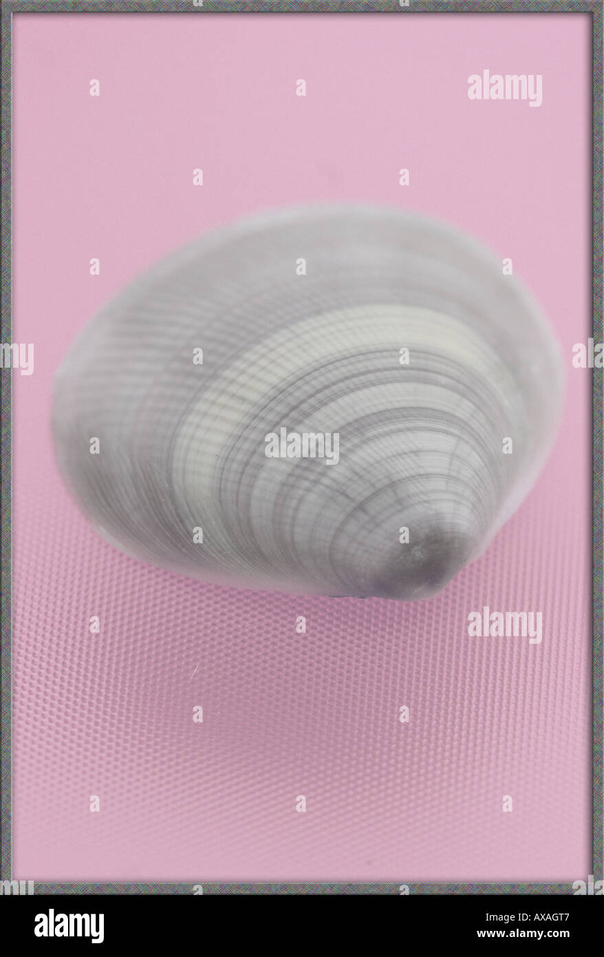 SHELL ON A PINK BACKGROUND BAPDA9300 Stock Photo - Alamy