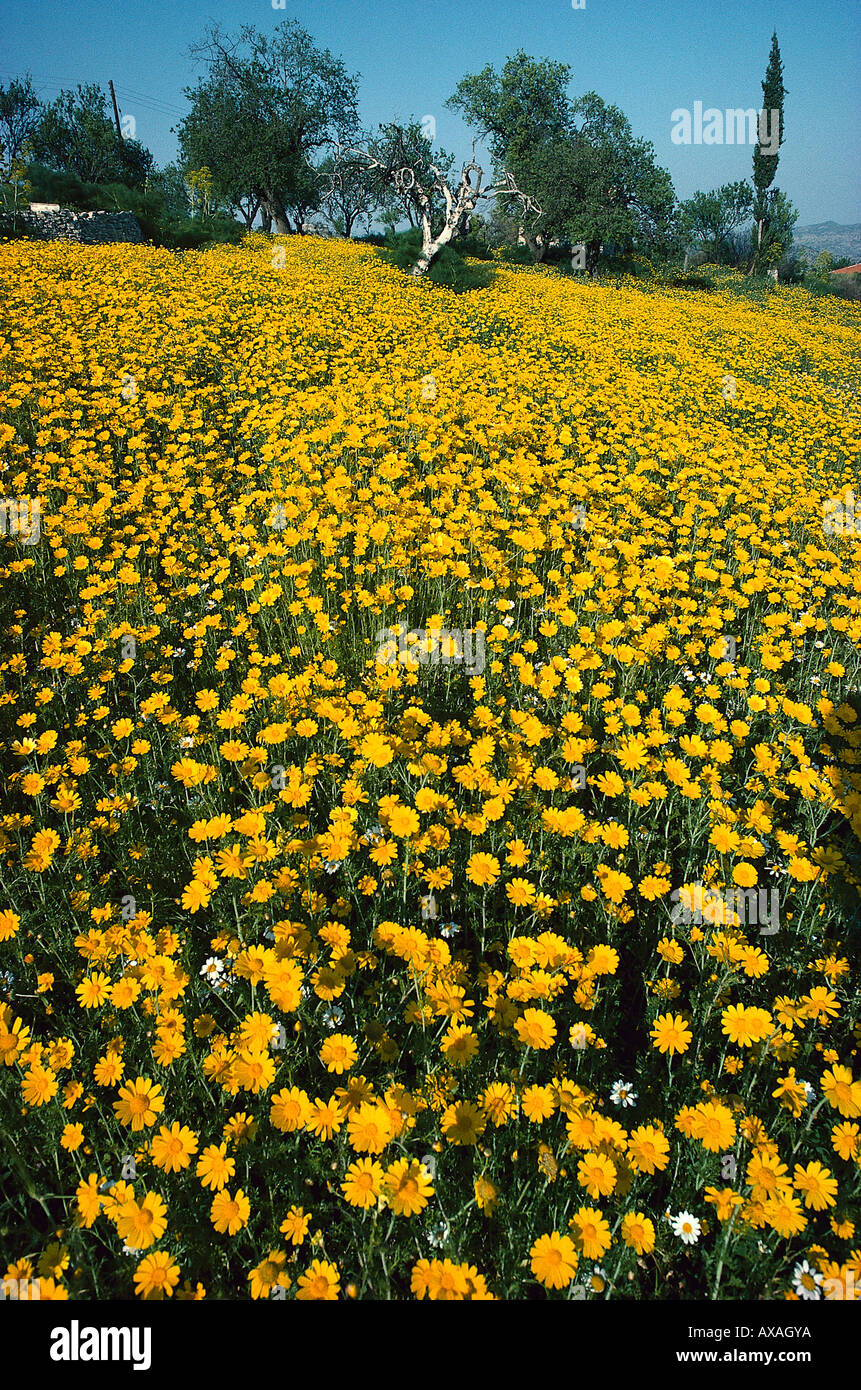 Bluehende Wiese, Lefkara Zypern Stock Photo