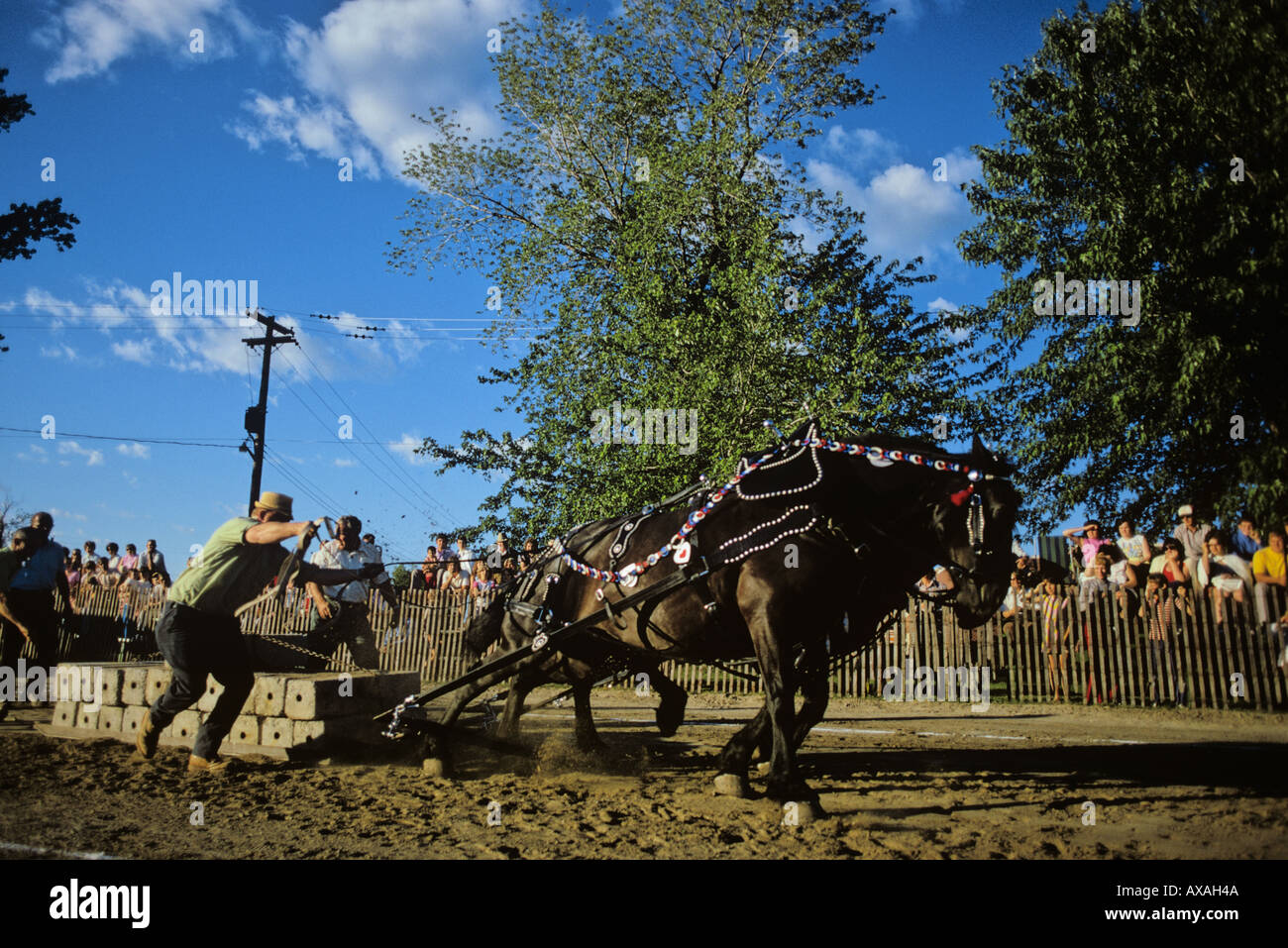 Horse Draw Heavy horses pull sled with increasing loads along dirt