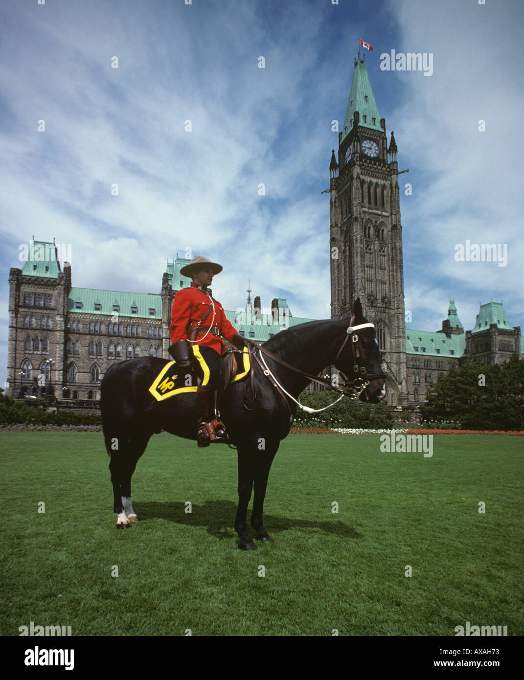 canadian mountie horse canadian mountie horse