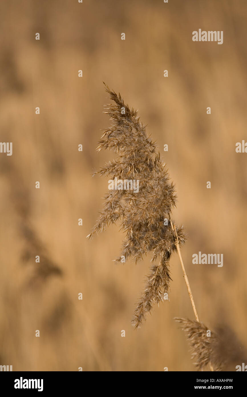 Common (Phragmites) Reed Stock Photo