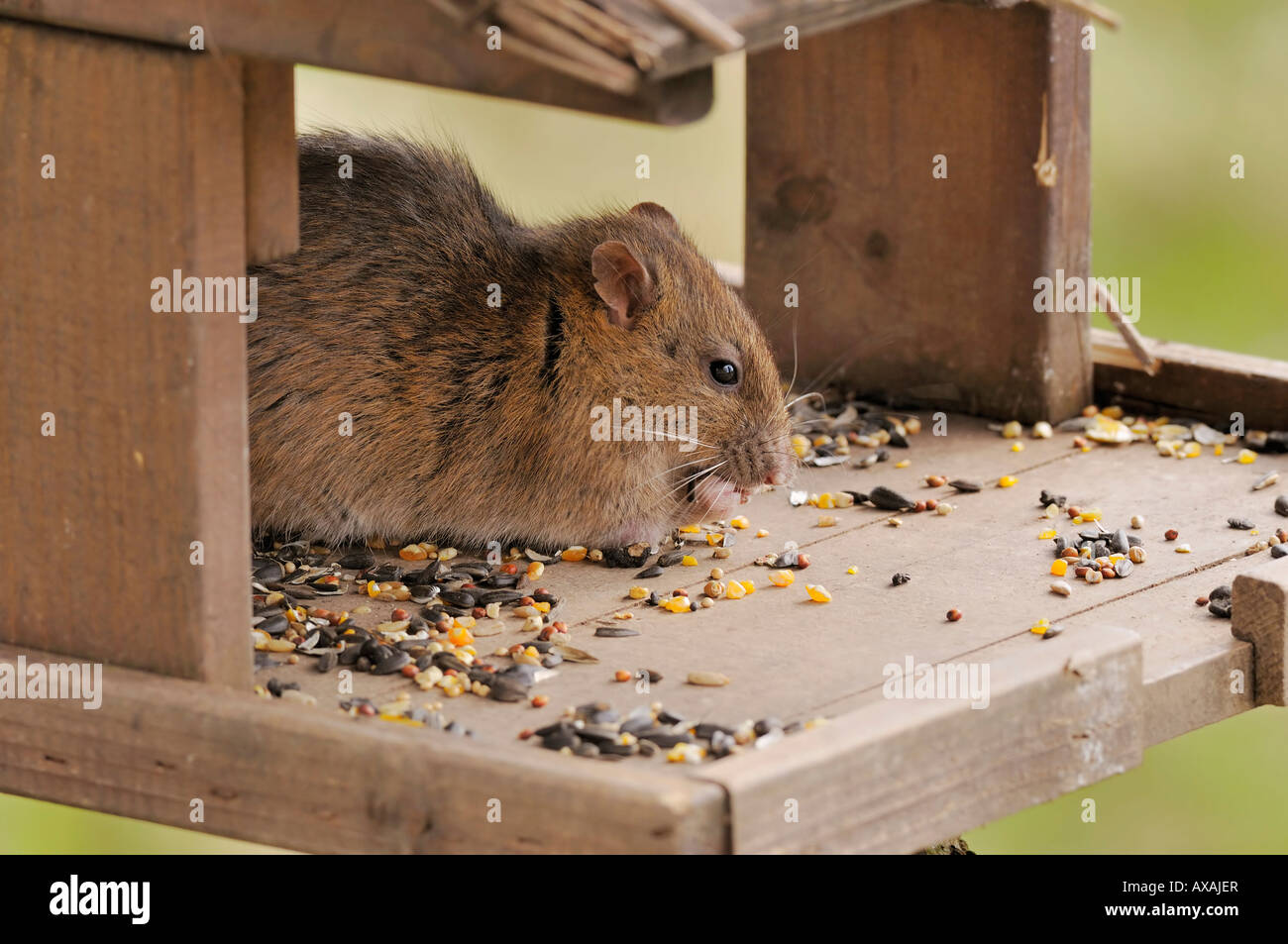 Brown Rat Rattus norvegicus Raids garden bird table for seed Stock