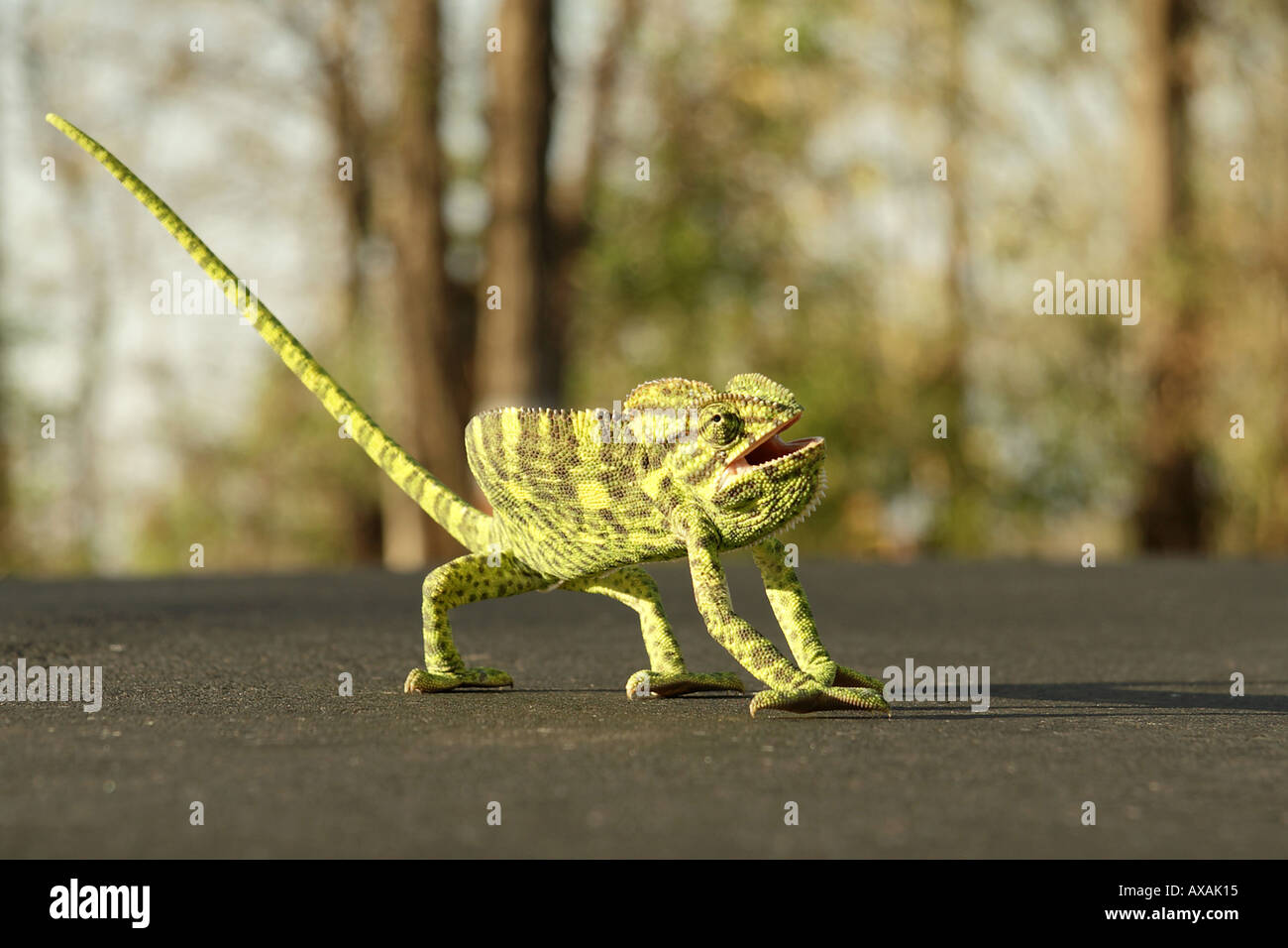 Chameleon lizard of Africa and Madagascar Stock Photo