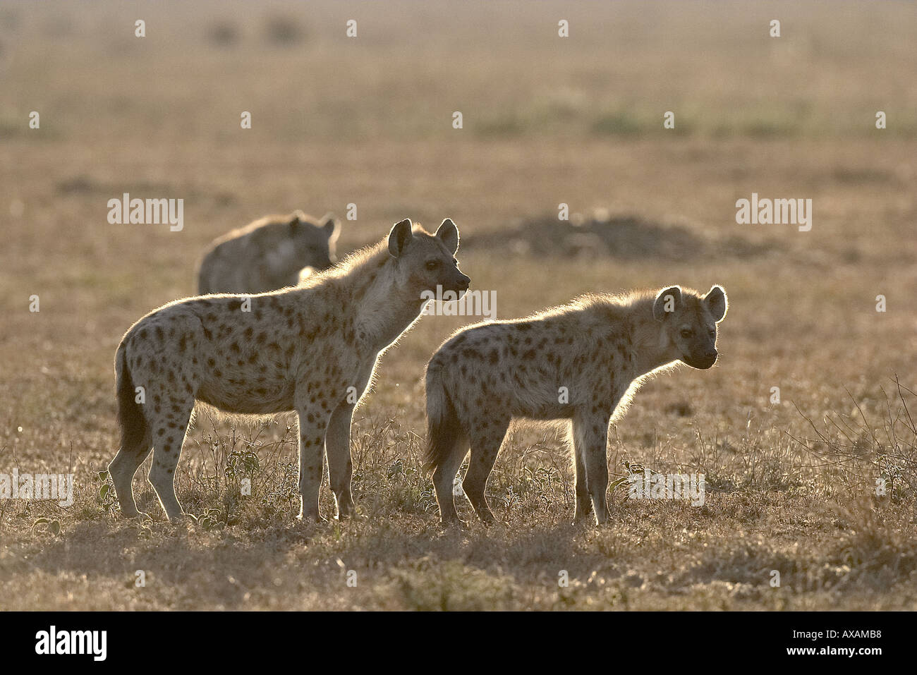 Crocuta crocuta Spotted hyena Ngorongoro conservation area Tanzania Africa Stock Photo