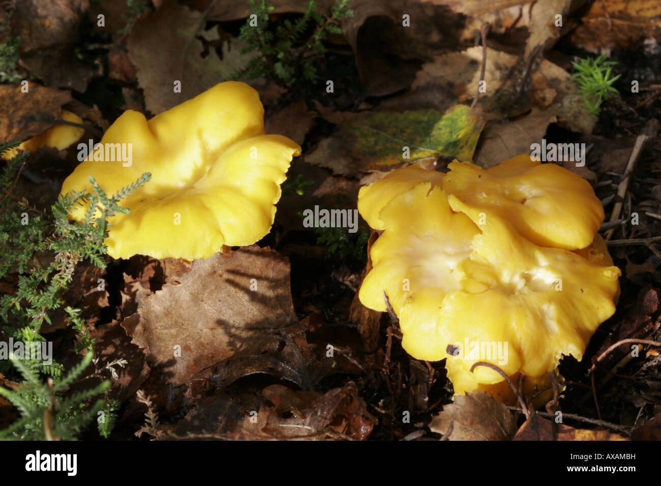 Pair of chanterelle mushrooms, girolle, Cantharellus cibarius Stock Photo