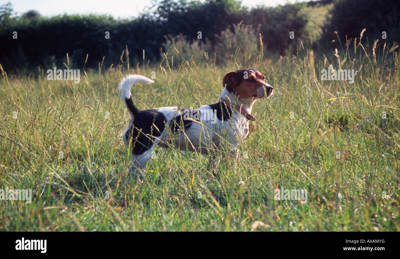 Dog in the grass Stock Photo - Alamy