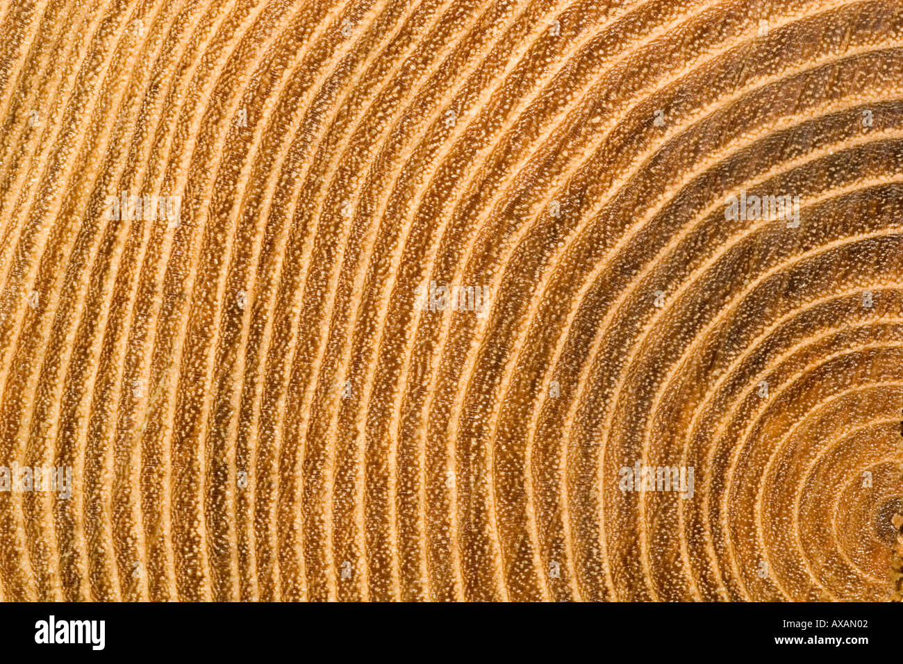 Treerings hi-res stock photography and images - Alamy