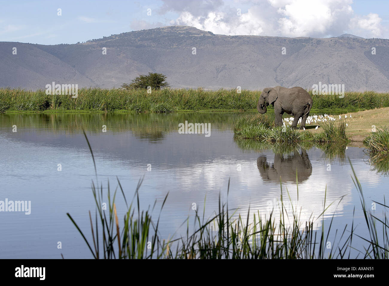 Loxodonta africana African elephant Ngorongoro National Park Tanzania Africa Stock Photo