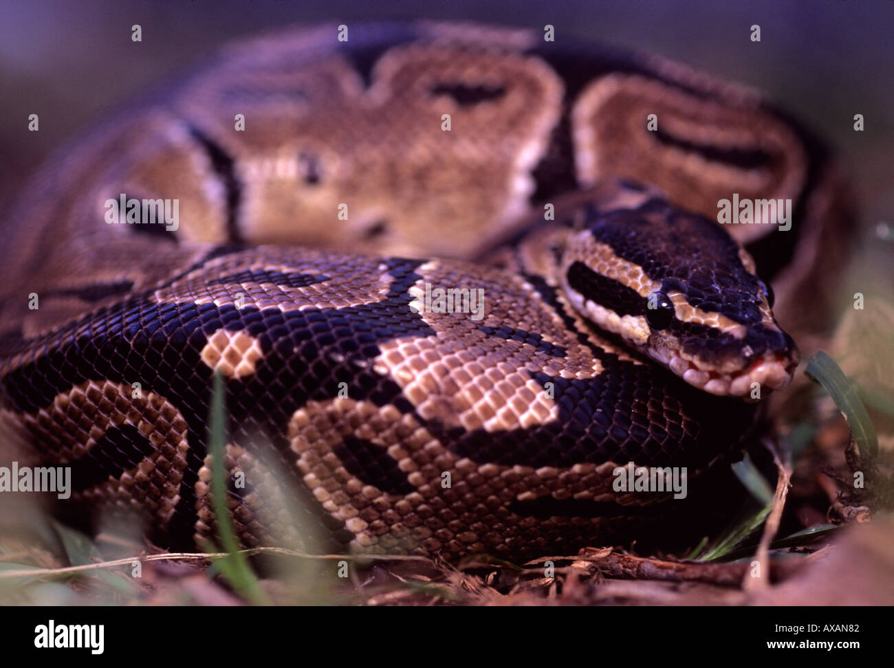 Ball pits hi-res stock photography and images - Alamy