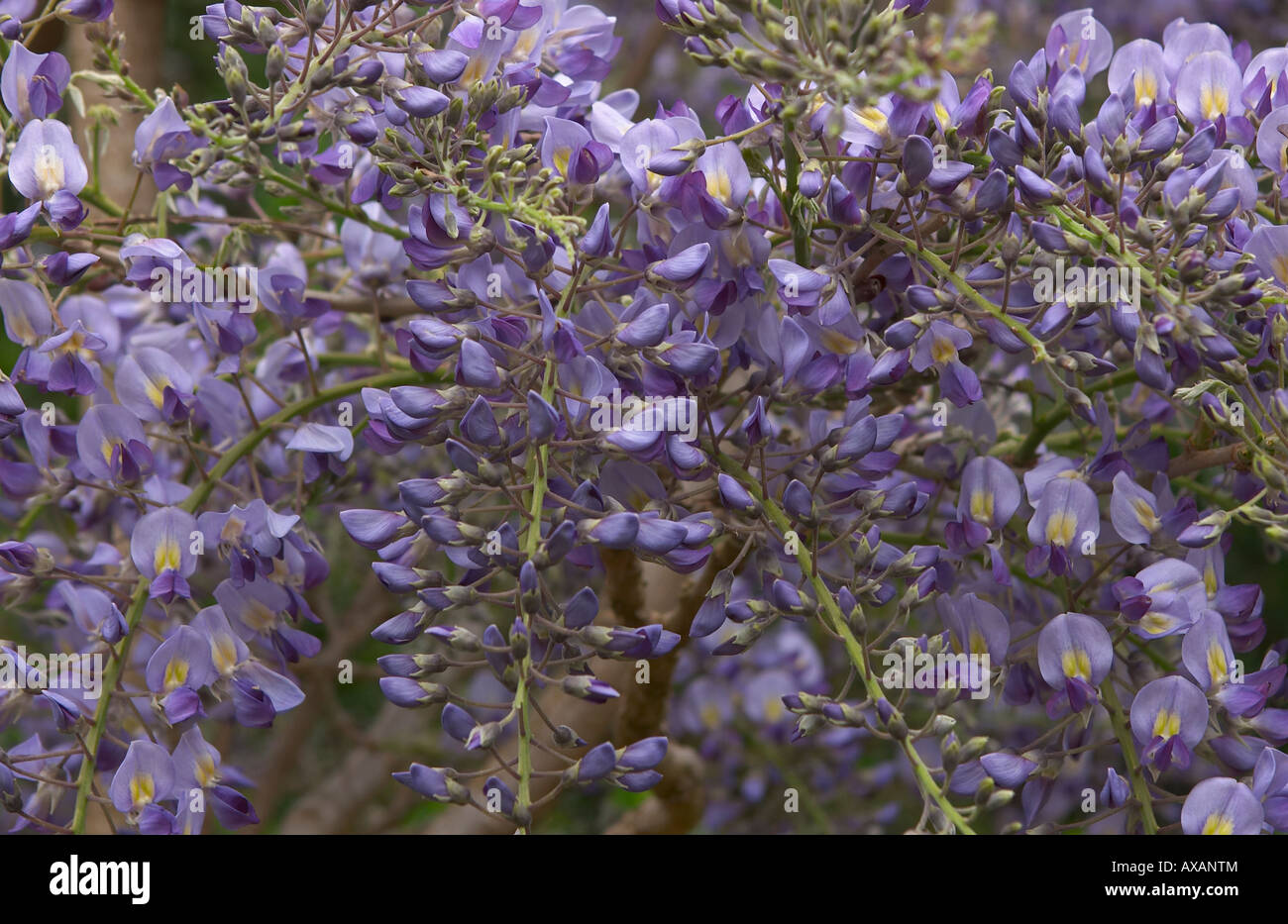 Wisteria sinensis or chinese wisteria - woody stemmed climber with lilac, violet, purple flowers Stock Photo