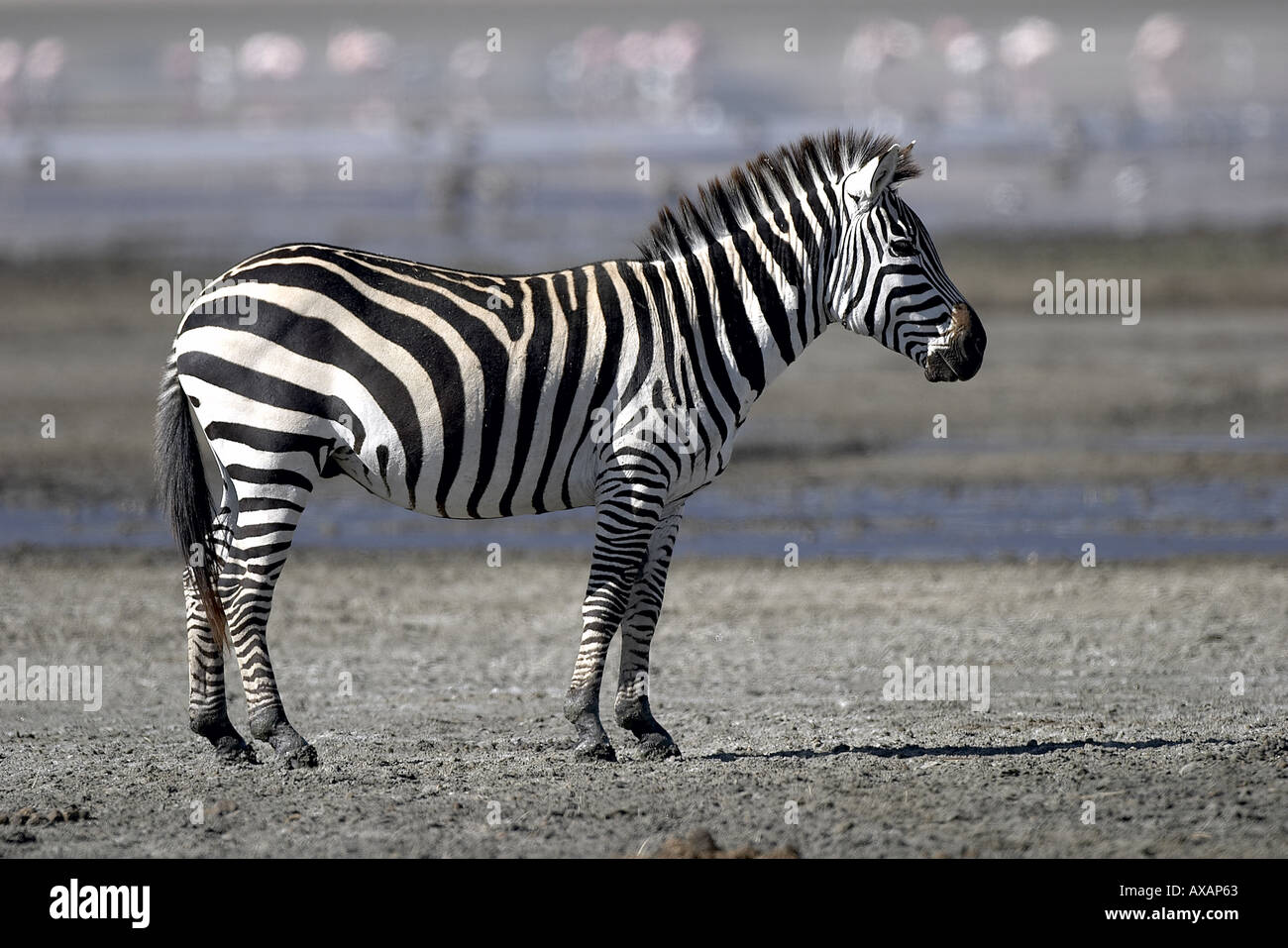 Grant zebra Equus quagga boehmi Ngorongoro conservation area Tanzania ...