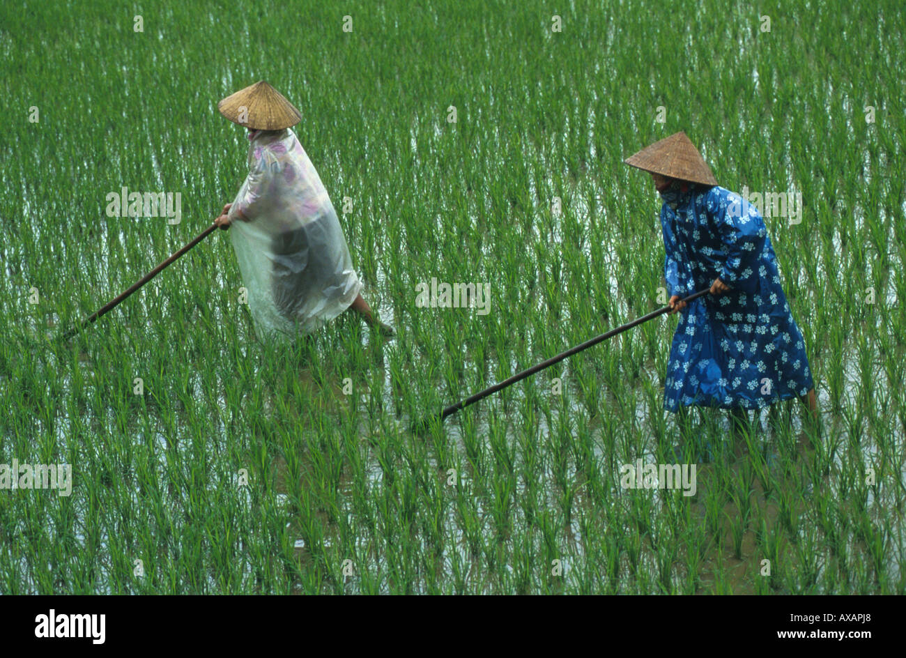 Frauen bei der Feldarbeit, Vietnam Stock Photo