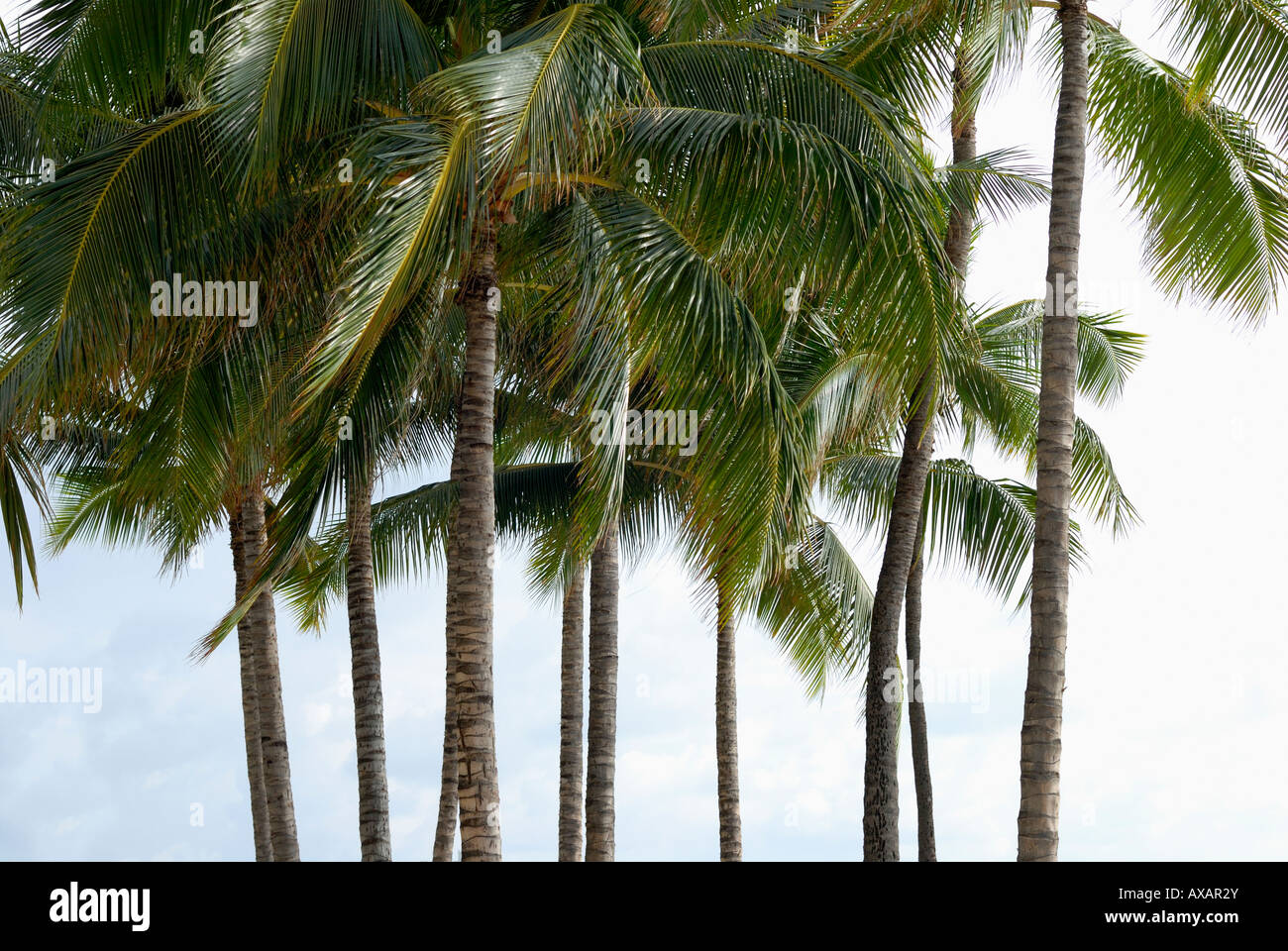 Tall palm trees of waikiki hi-res stock photography and images - Alamy