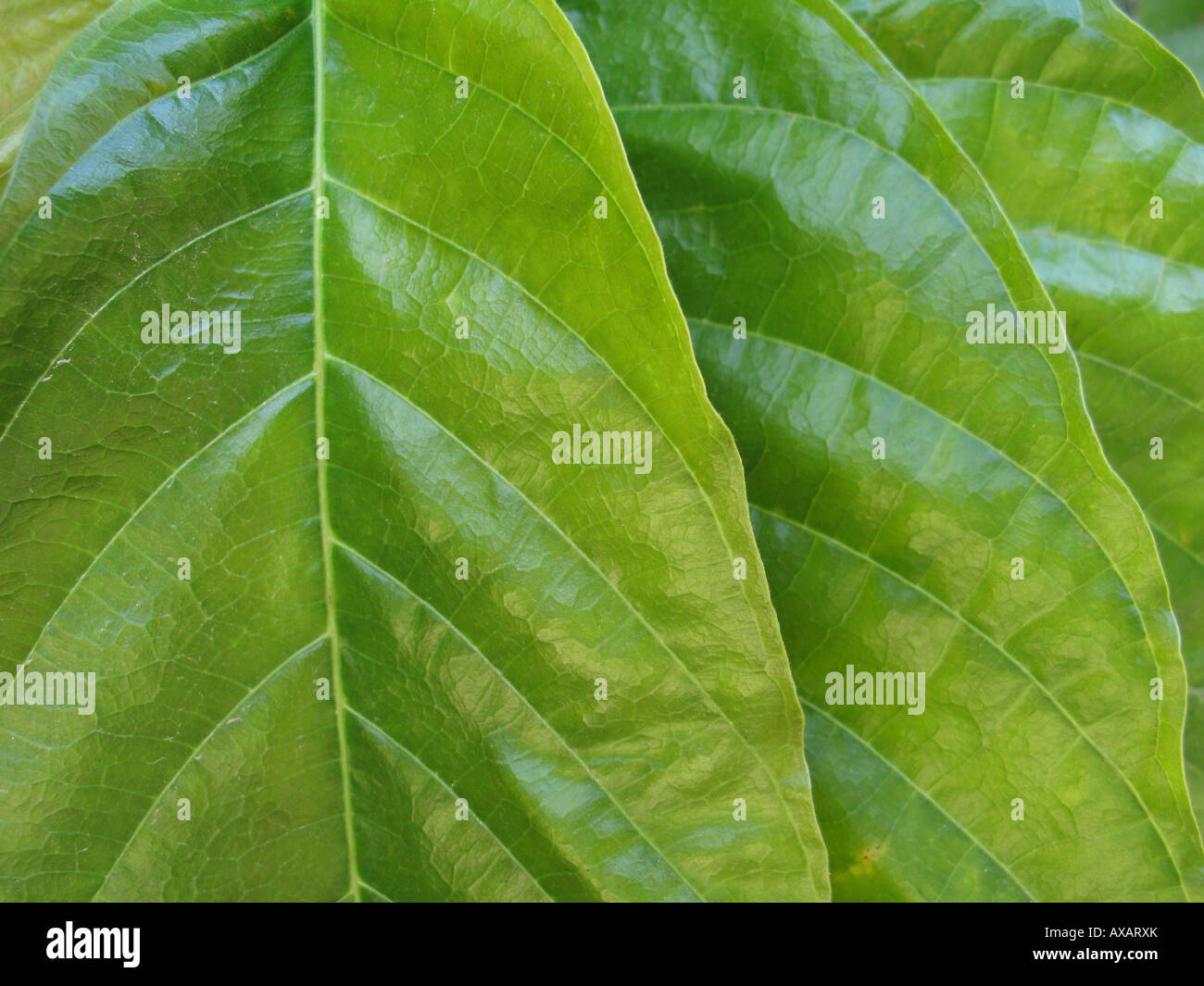 Close up of green cacao (Theobroma cacao) leaves Stock Photo Alamy