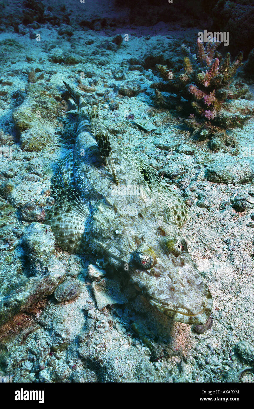 flathead crocodilefish on seabed Stock Photo