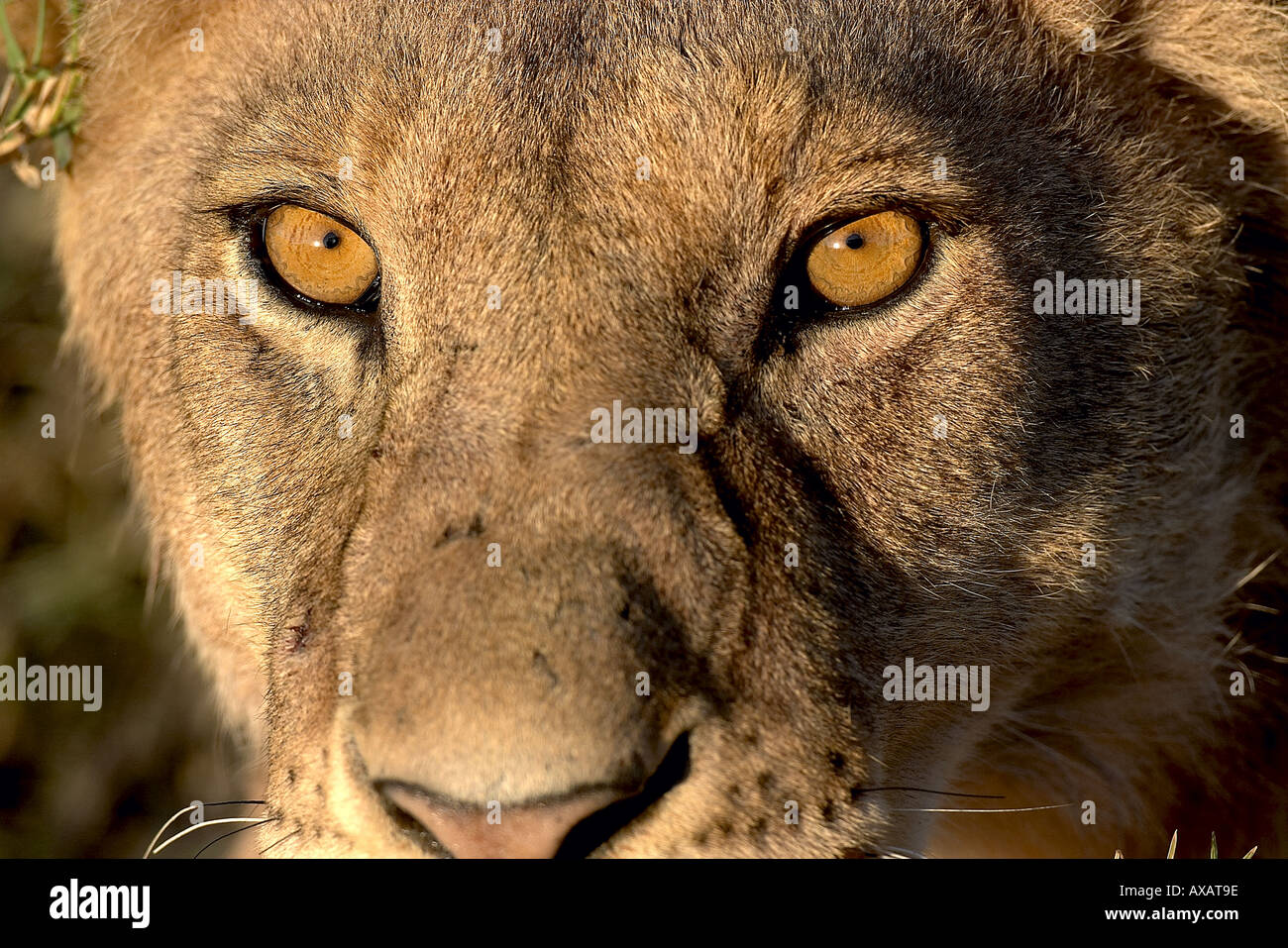 Panthera leo African lion Serengeti National Park Tanzania Africa Stock Photo