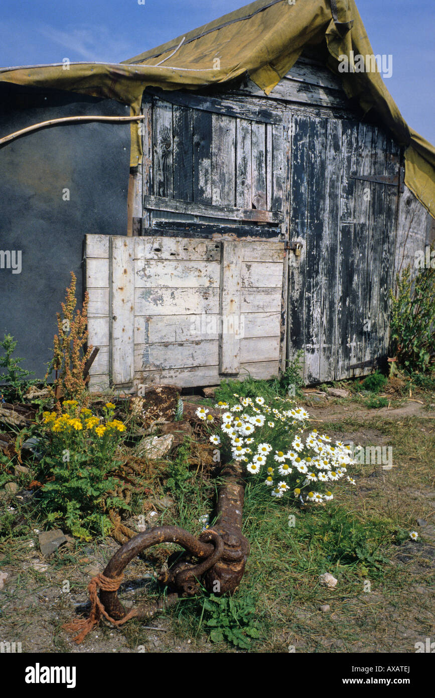 Shed made from upturned boat, Holy Island, Lindisfarne Northumberland, England. Patch of daisies and an old rusting anchor in the foreground Stock Photo
