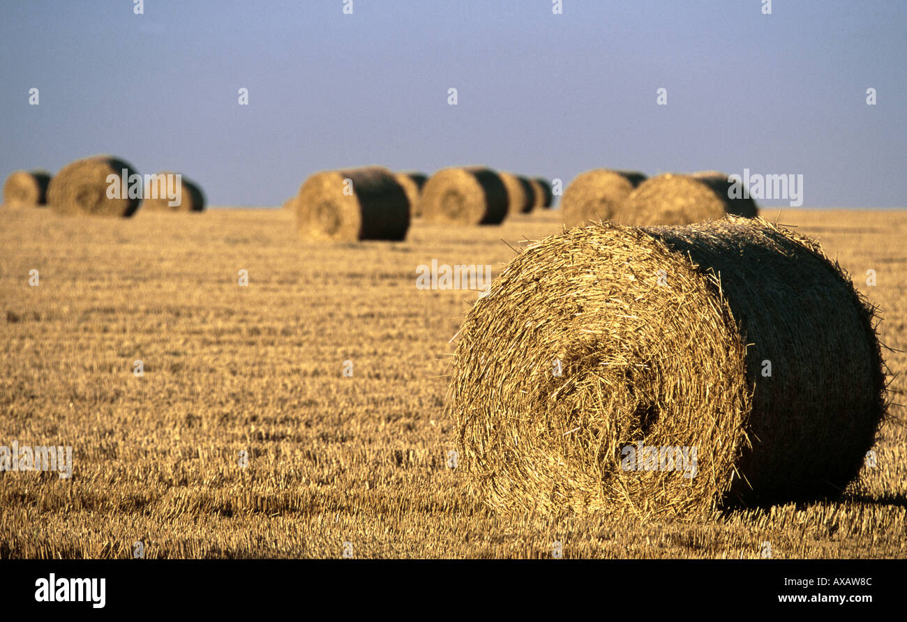 STRAW BALES. ENGLAND. UK Stock Photo Alamy