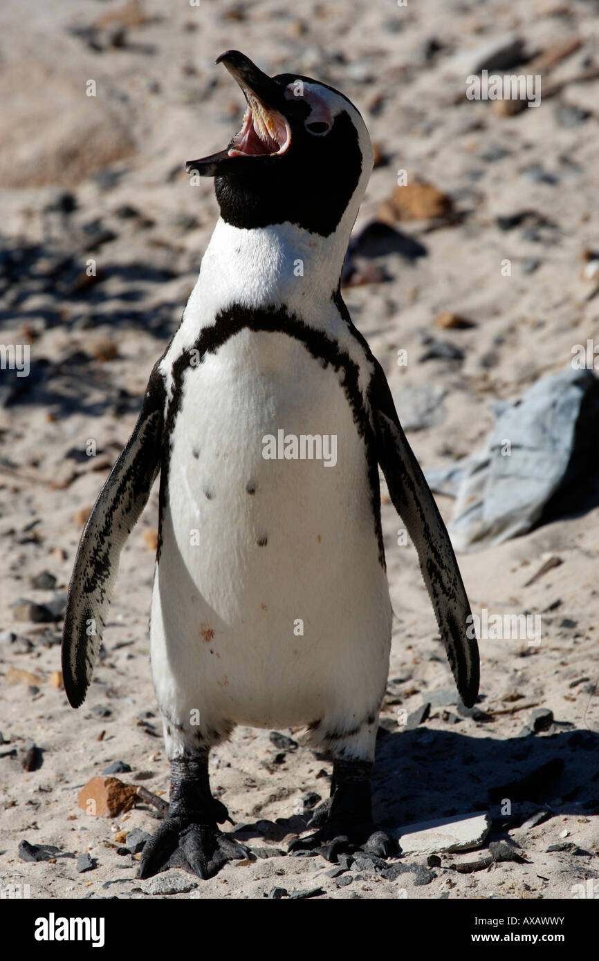 african penguin spheniscus demersus foxy beach near boulders beach on the false bay cape town western cape province south africa Stock Photo
