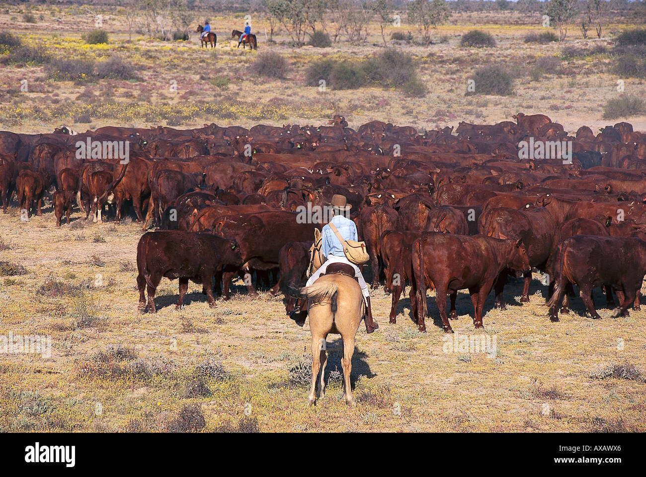Cattle Station, South Australia Australia Stock Photo Alamy