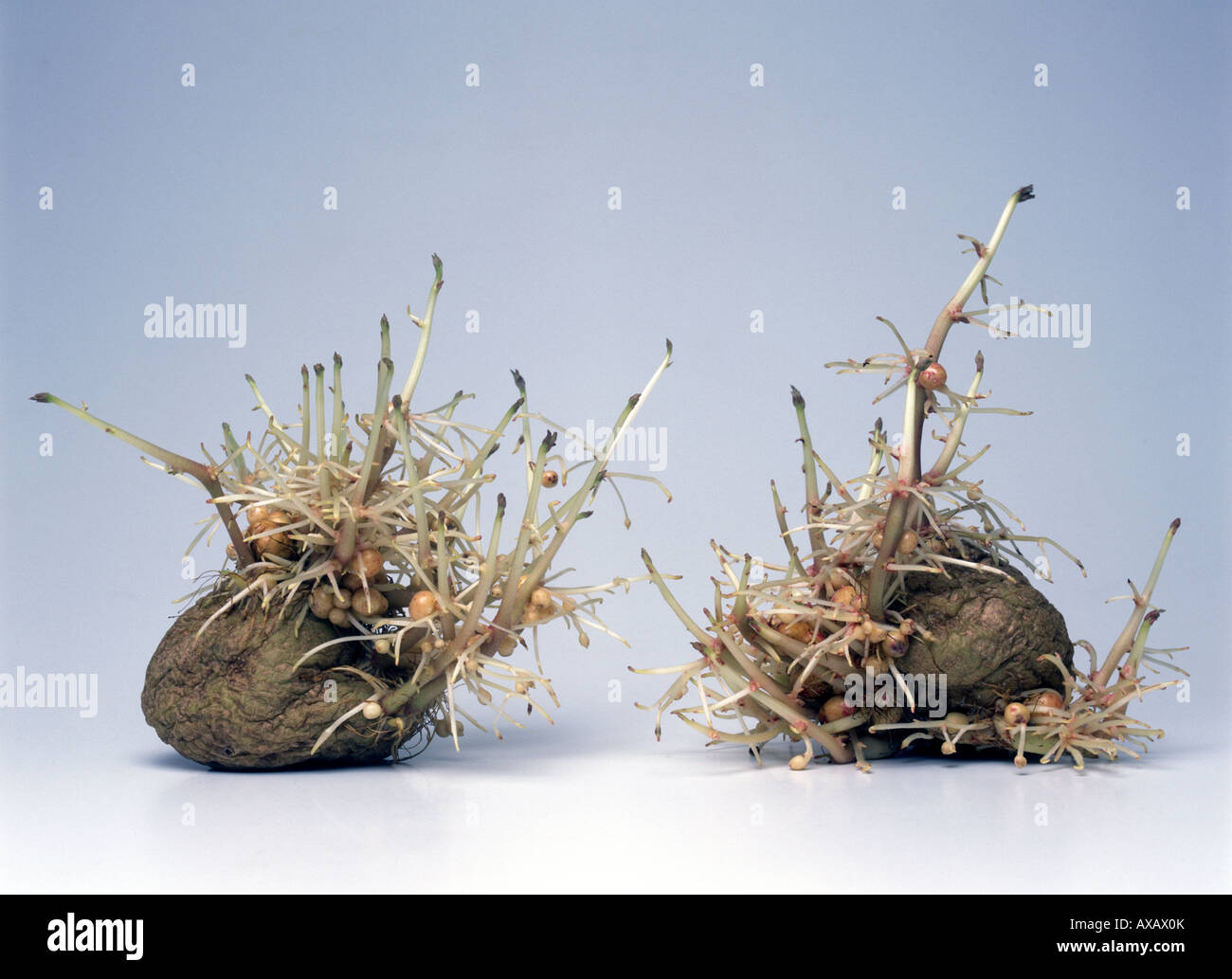 Two very sprouting potatoes Stock Photo