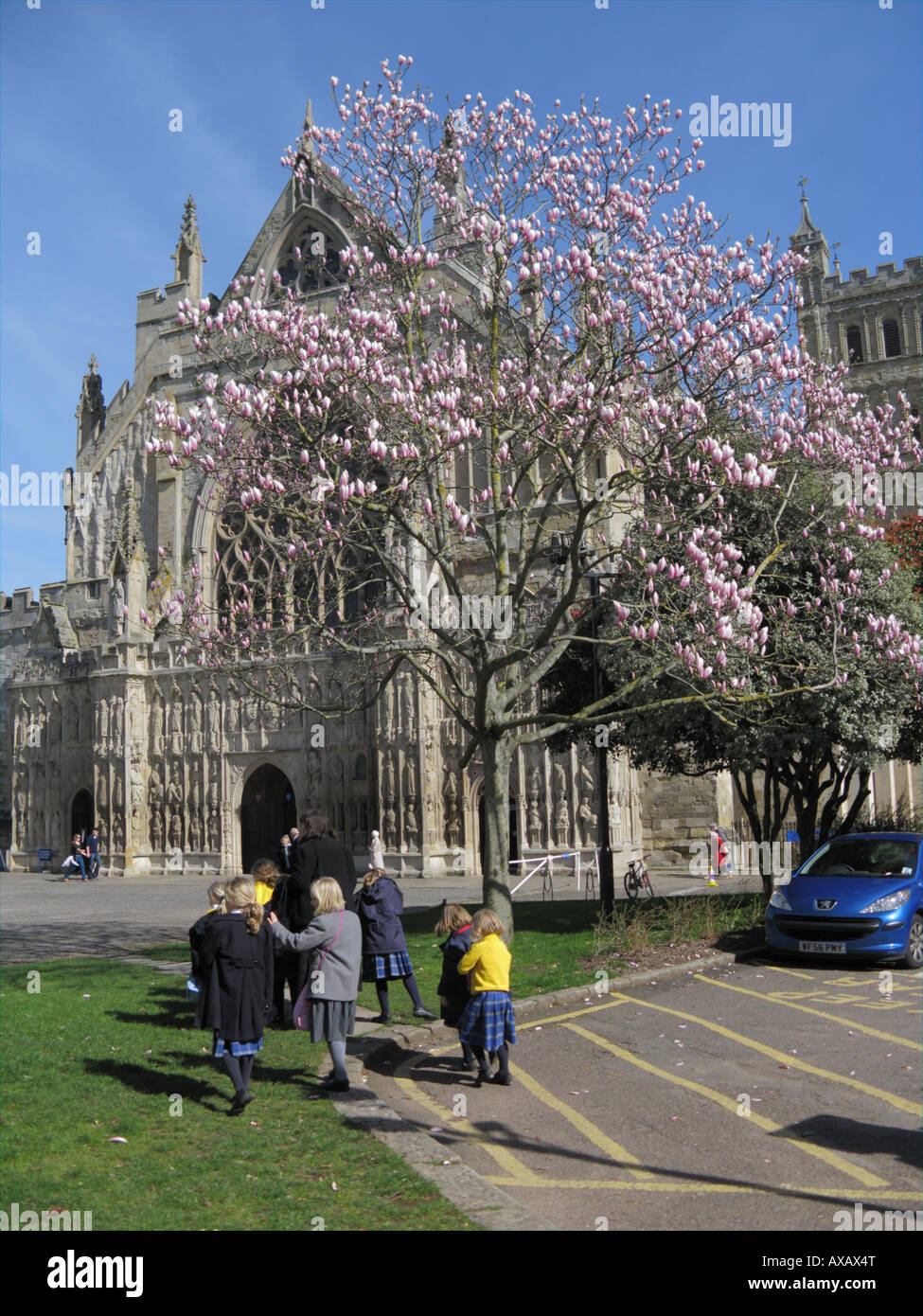 Spring In Exeter Exeter Cathedral Spring Magnolia Blossom Devon England Stock Photo - Alamy