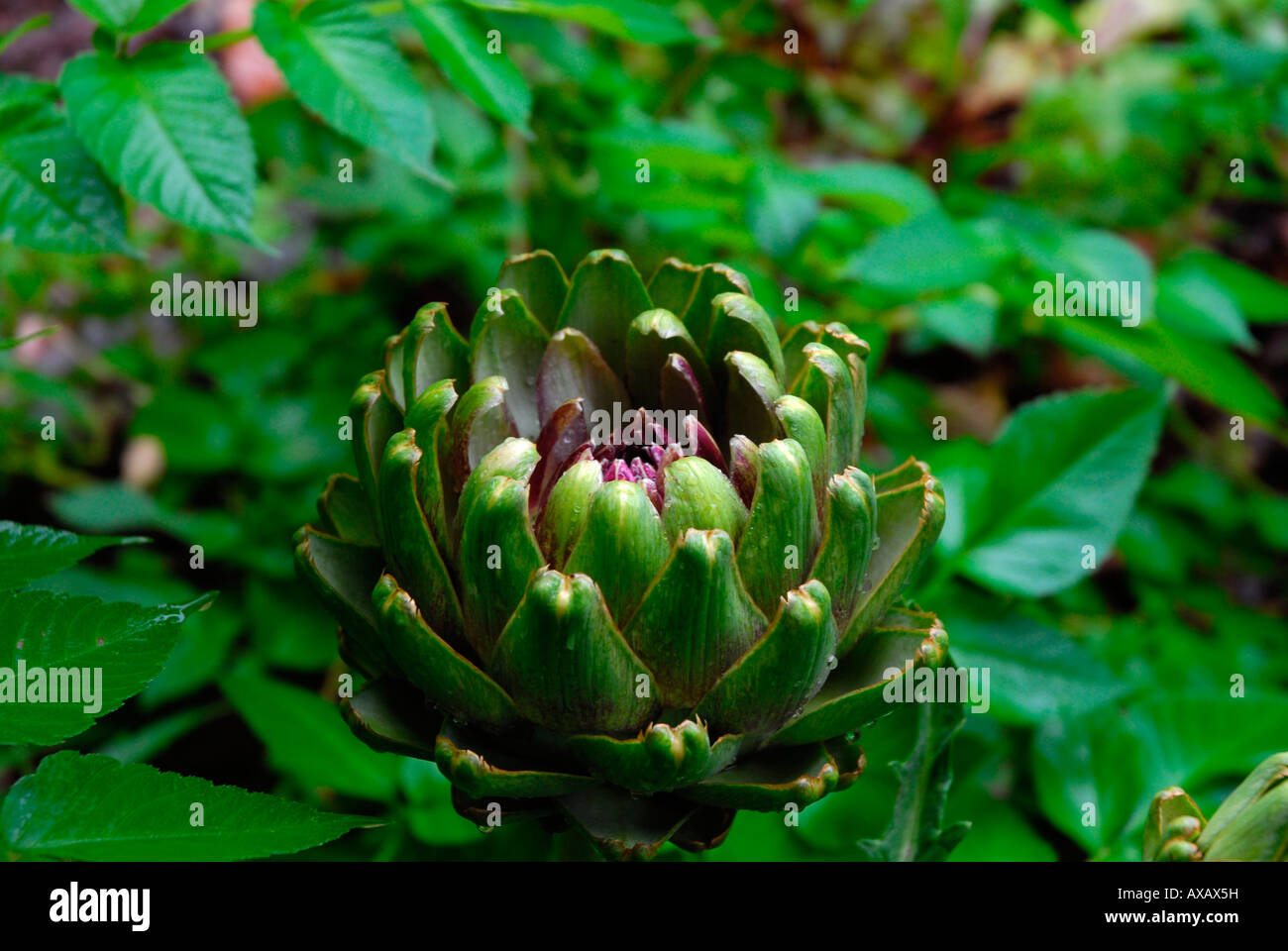 Artichoke flower opening Stock Photo Alamy