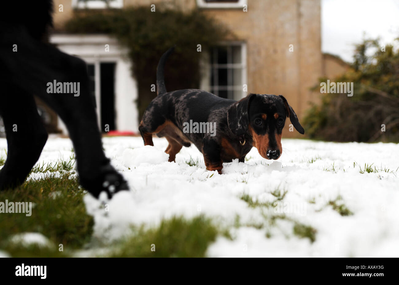 79+ Dachshund Lab Puppies