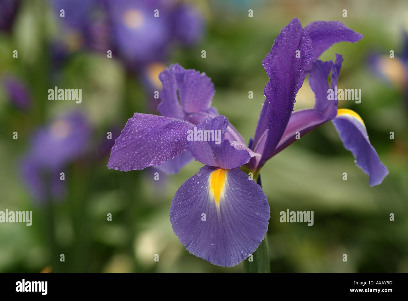 Iris xiphium hispanica Spanish iris Stock Photo Alamy
