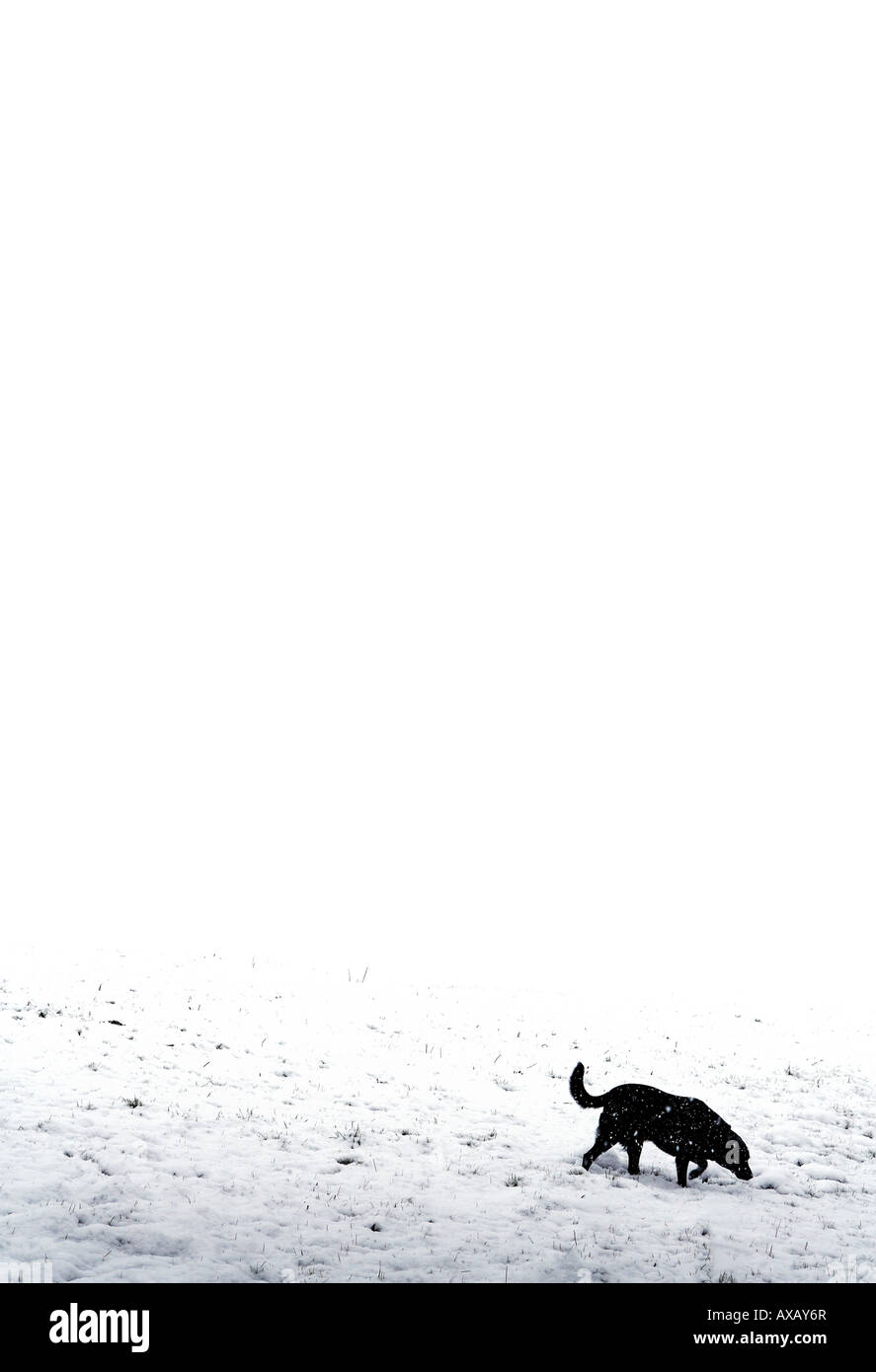 Dog (Black Labrador) in white-out snow storm Stock Photo