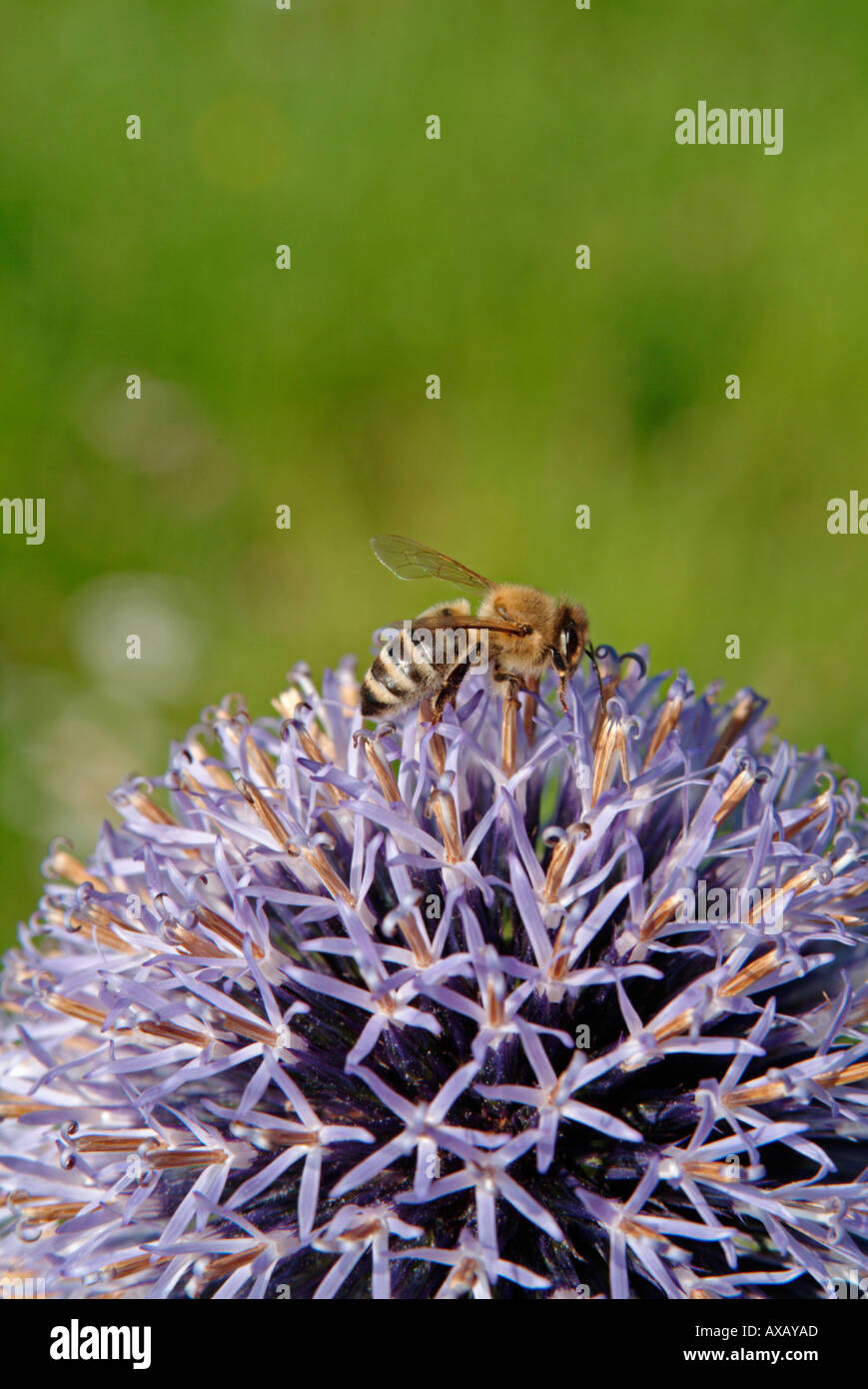 bee on a flower of a ball thistle Echinops ritro Stock Photo
